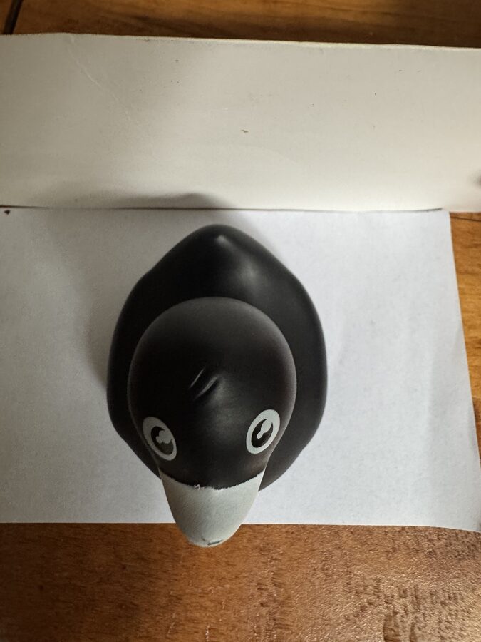 The duck from above